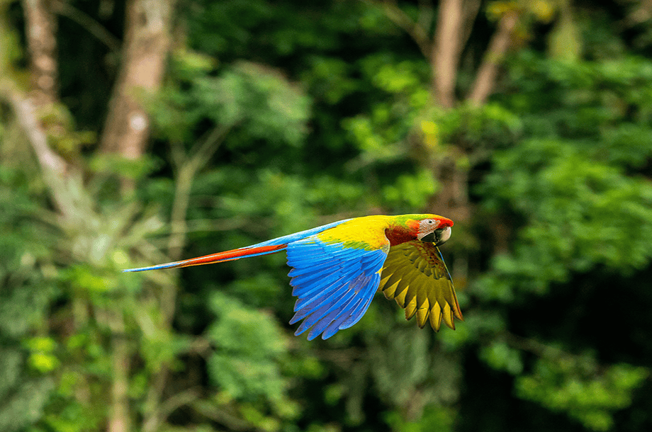 Eco-luxury resort in Costa Rica rainforest - AIP vacation club preview package